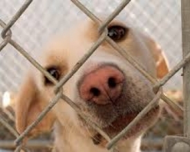 Estação Livre terá feira de pets para adoção no sábado