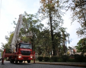Concluída primeira etapa da poda de árvores da Getúlio Vargas