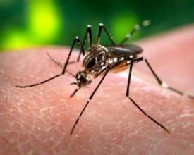 Continua a guerra ao mosquito Aedes Aegypti
