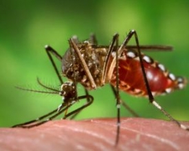 Governo federal intensifica ações de combate ao Aedes aegypti
