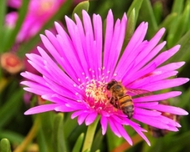 No Dia do Apicultor, torne-se um expert em abelhas e produção de mel