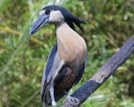 Programa Vem Passarinhar registra 239 espécies de aves