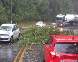 Árvore cai sobre carro que subia a serra da RJ-116