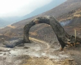 Fogo também destrói "Árvore do Arco”, símbolo de Madalena