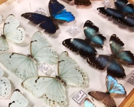 Exposição de colecionador de borboletas começa nesta quinta
