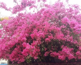 Está aberta a temporada de caça às bougainvilles mais viçosas