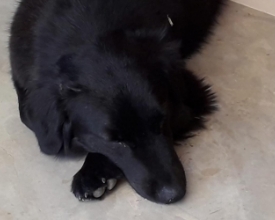 A triste e interminável espera de Pelezinho, o cão de Daniela Mousinho