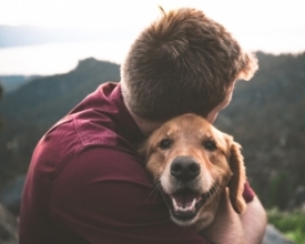 Amigão-cão: cachorros esbanjam amor e aproximam as pessoas