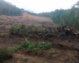 Polícia flagra desmatamento para lavoura perto dos Três Picos