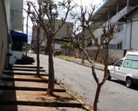 Árvores retiradas da Avenida Julius Arp já estão em novo local
