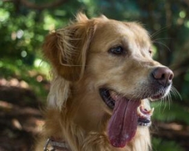 Castração: um ato de cuidado e muito amor pelo pet