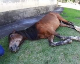 Cavalo é encontrado caído em Riograndina