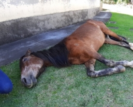 Cavalo encontrado caído em Riograndina teve que ser sacrificado