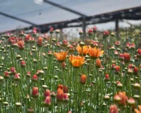 Começa hoje a Festa da Flor de Nova Friburgo