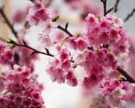 Festa da Cerejeira volta a ser realizada este ano