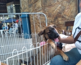 Feira de Adoção na Estação Livre encontra lar para pelo menos 15 cães