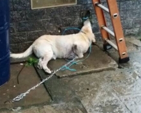 Labrador acorrentado morre eletrocutado em Amparo