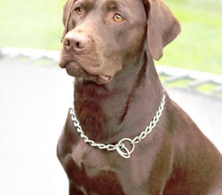 Cuidando dos Bichinhos: Labrador Retriever (1)
