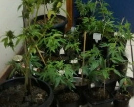 PM encontra 35 pés de maconha em sítio de Galdinópolis