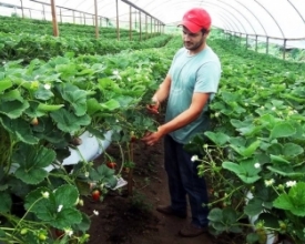 Morango cultivado em Friburgo vai ganhar novos mercados