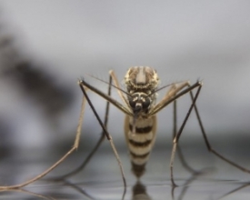 Com mais um óbito, Friburgo já tem 3 mortos por febre amarela