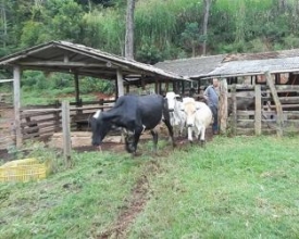 Emater incentiva boas práticas na pecuária serrana