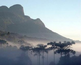 Chuva tóxica: veneno que vem do céu ameaça reservas naturais 