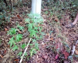 Área de mata no bairro Ypu tinha plantação de maconha