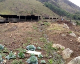Crime ambiental: fezes de porcos poluíam córrego em Lumiar