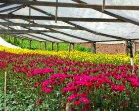 Primavera: um grande incentivo aos floricultores