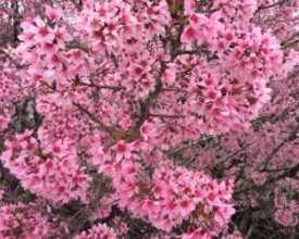 Fotos de leitores mostram a exuberância das cerejeiras na cidade