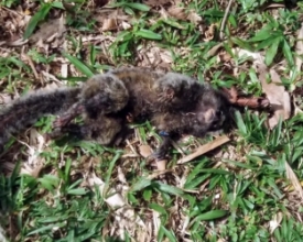 Mais um macaco é encontrado morto em Lumiar