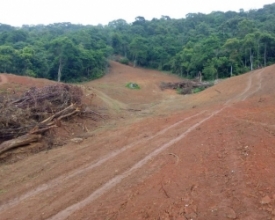 Desmatamento atinge 50 mil metros quadrados de área de preservação