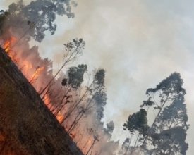 Controlado incêndio que destruiu 8 hectares de mata em Friburgo